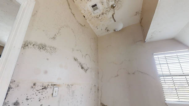 Best Flood Damage  in Lakeview Estates, GA
