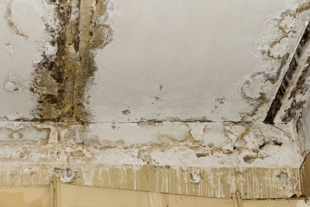 Best Environmental Consulting for Mold Prevention  in Lakeview Estates, GA