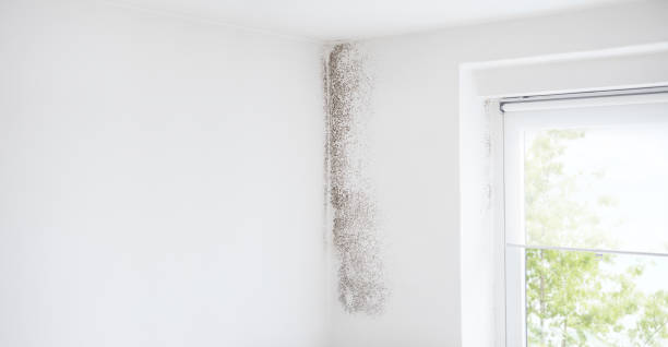 Best Dehumidification Services  in Lakeview Estates, GA
