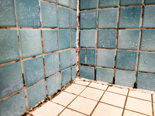 Best Basement Mold Removal  in Lakeview Estates, GA